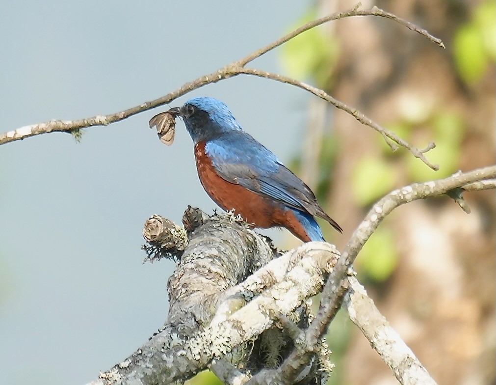 Chestnut-bellied Rock-Thrush - ML637671740