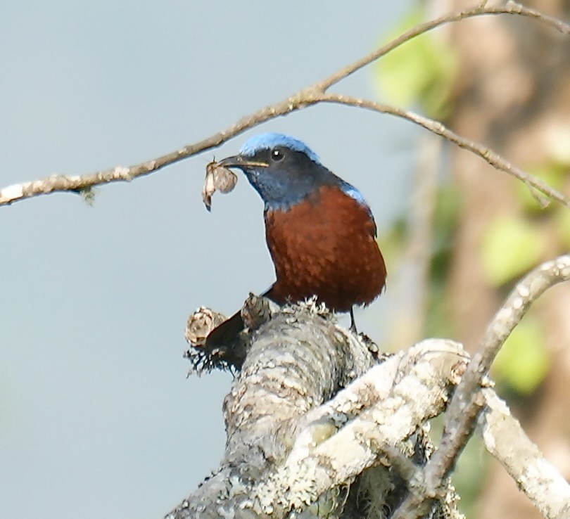 Chestnut-bellied Rock-Thrush - ML637671741