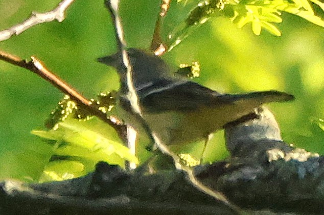 hvitøyevireo - ML637671767