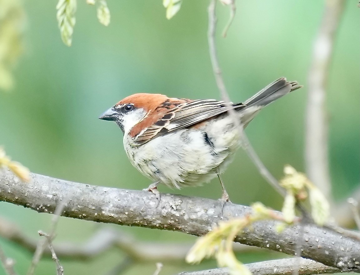 Russet Sparrow - ML637671793