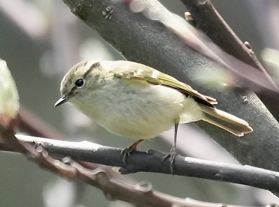 Lemon-rumped Warbler - ML637671812