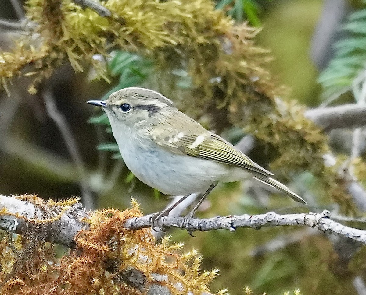 Lemon-rumped Warbler - ML637671813