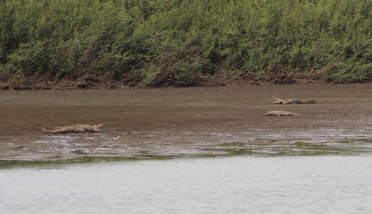 American Crocodile - ML637671816