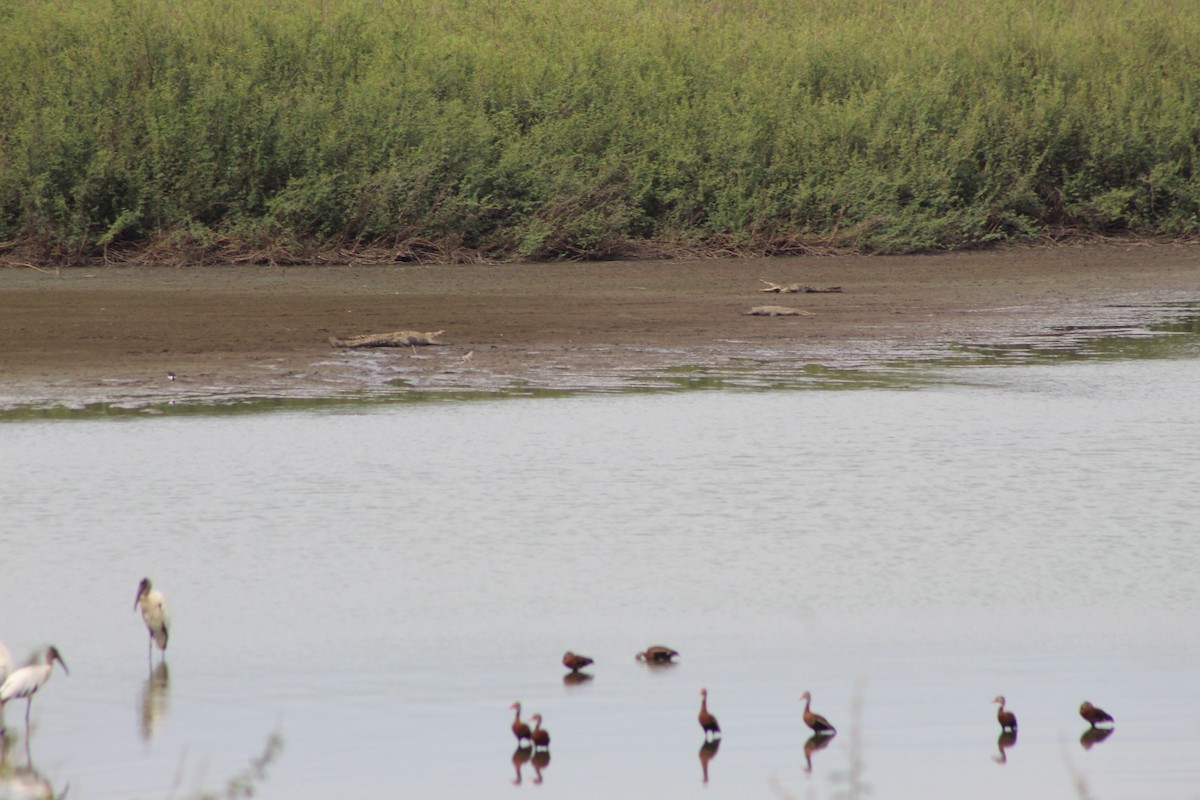 American Crocodile - ML637671817