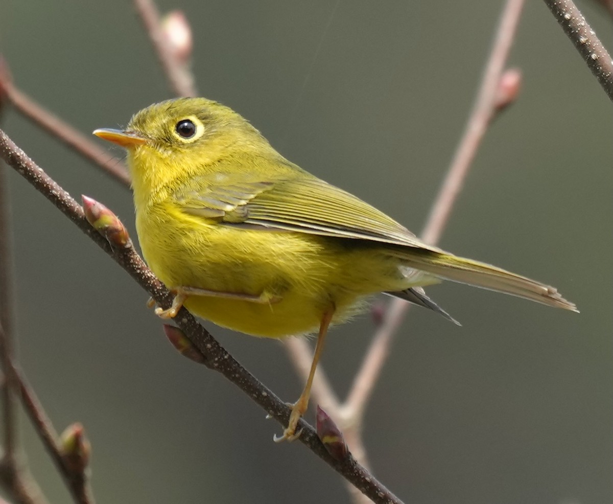 Whistler's Warbler - ML637671819