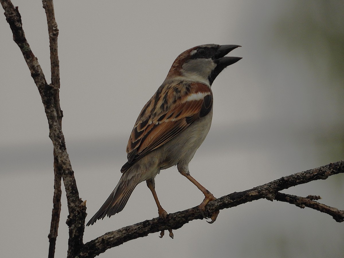 House Sparrow - ML637671823