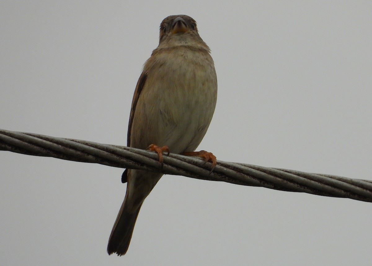 House Sparrow - ML637671832
