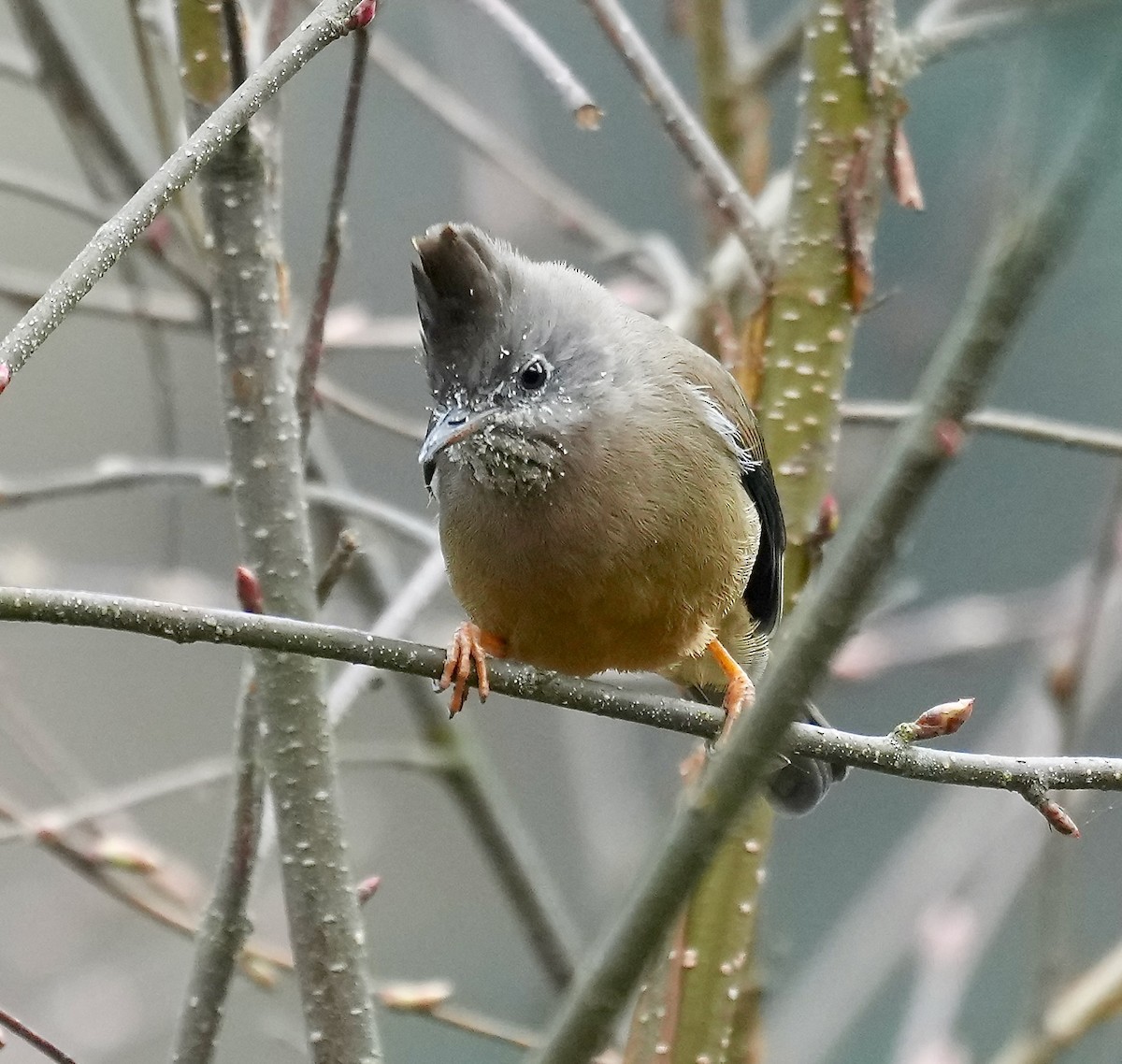 Stripe-throated Yuhina - ML637671833