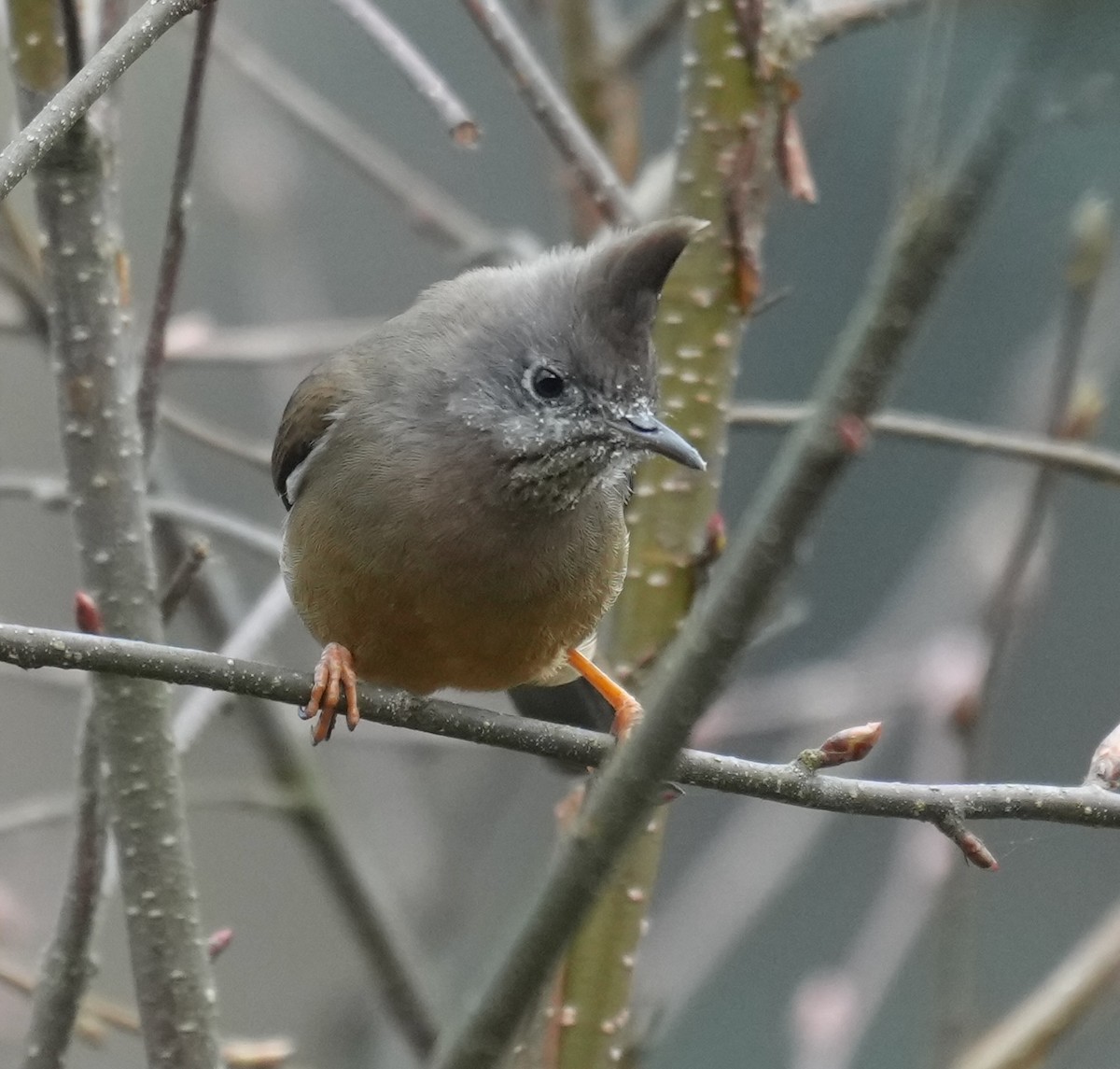 Kehlstreifenyuhina - ML637671834
