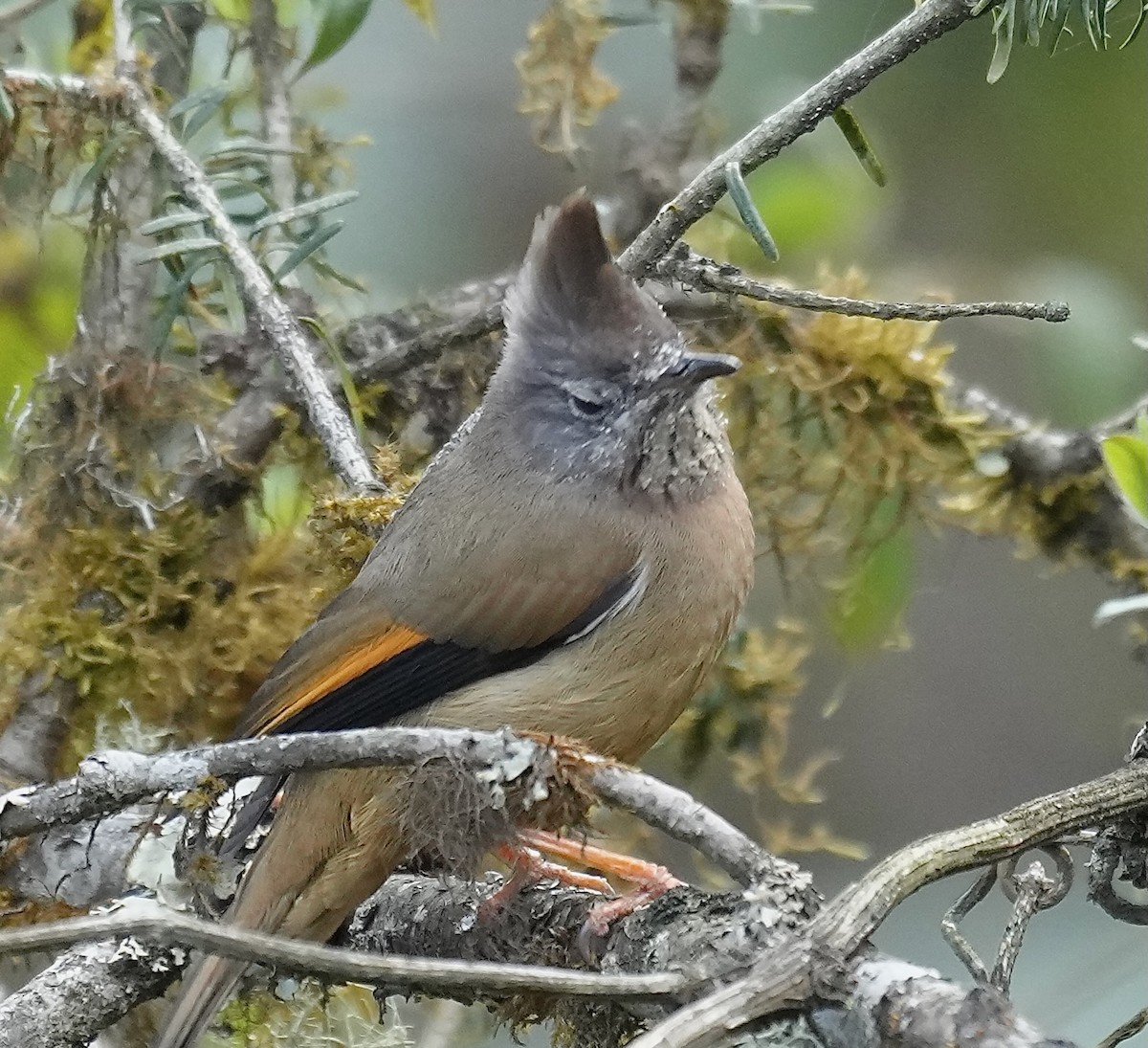 Kehlstreifenyuhina - ML637671835