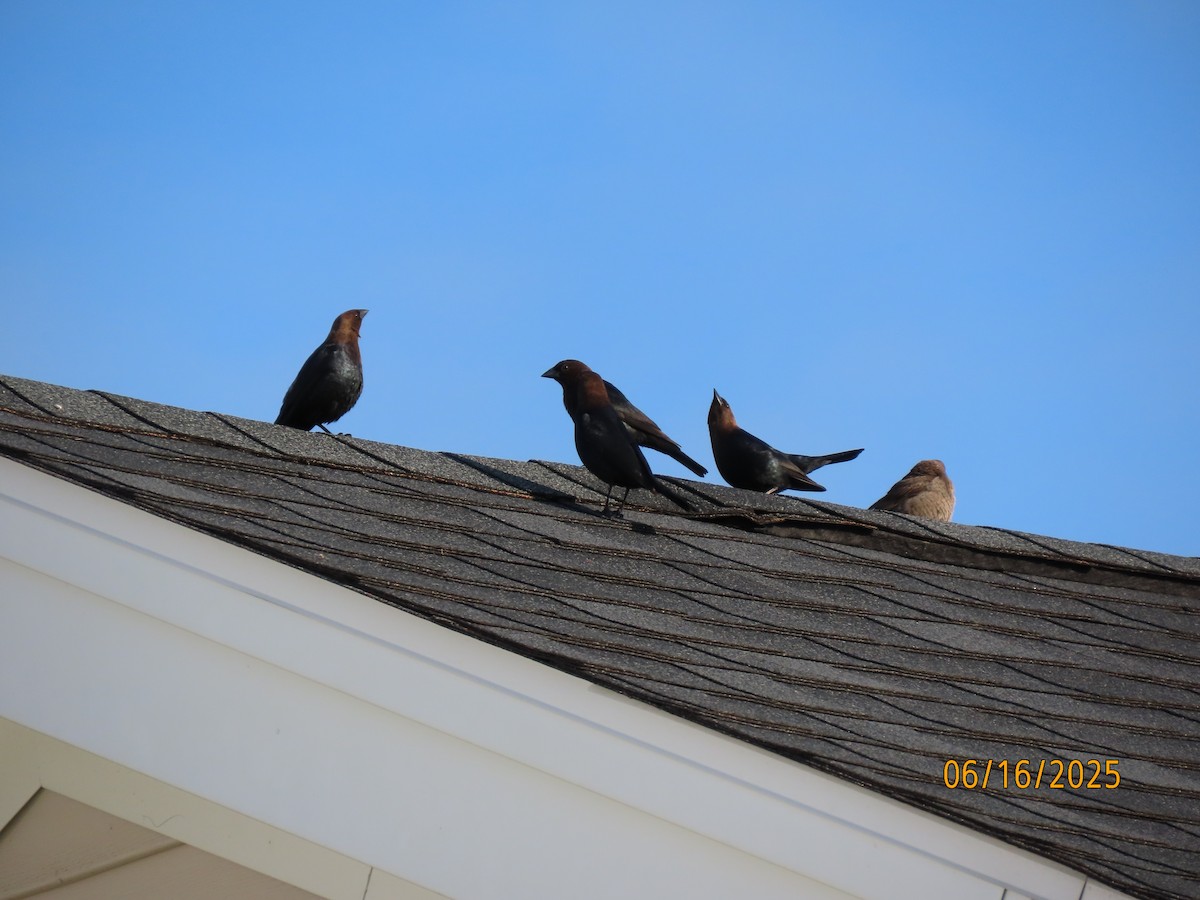 Brown-headed Cowbird - ML637671837
