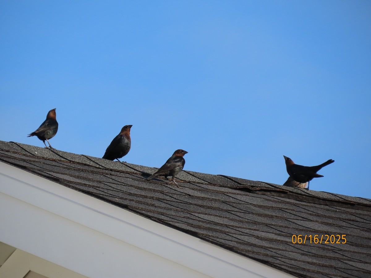 Brown-headed Cowbird - ML637671838