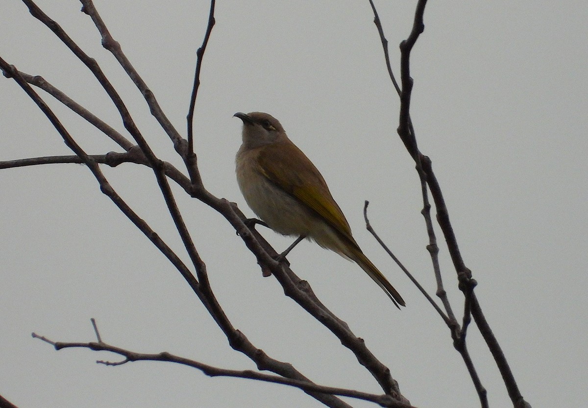 Brown Honeyeater - ML637671839