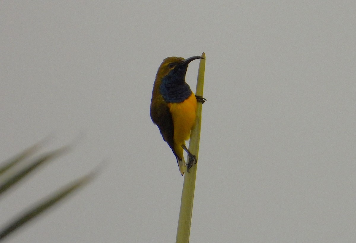 Sahul Sunbird - ML637671842