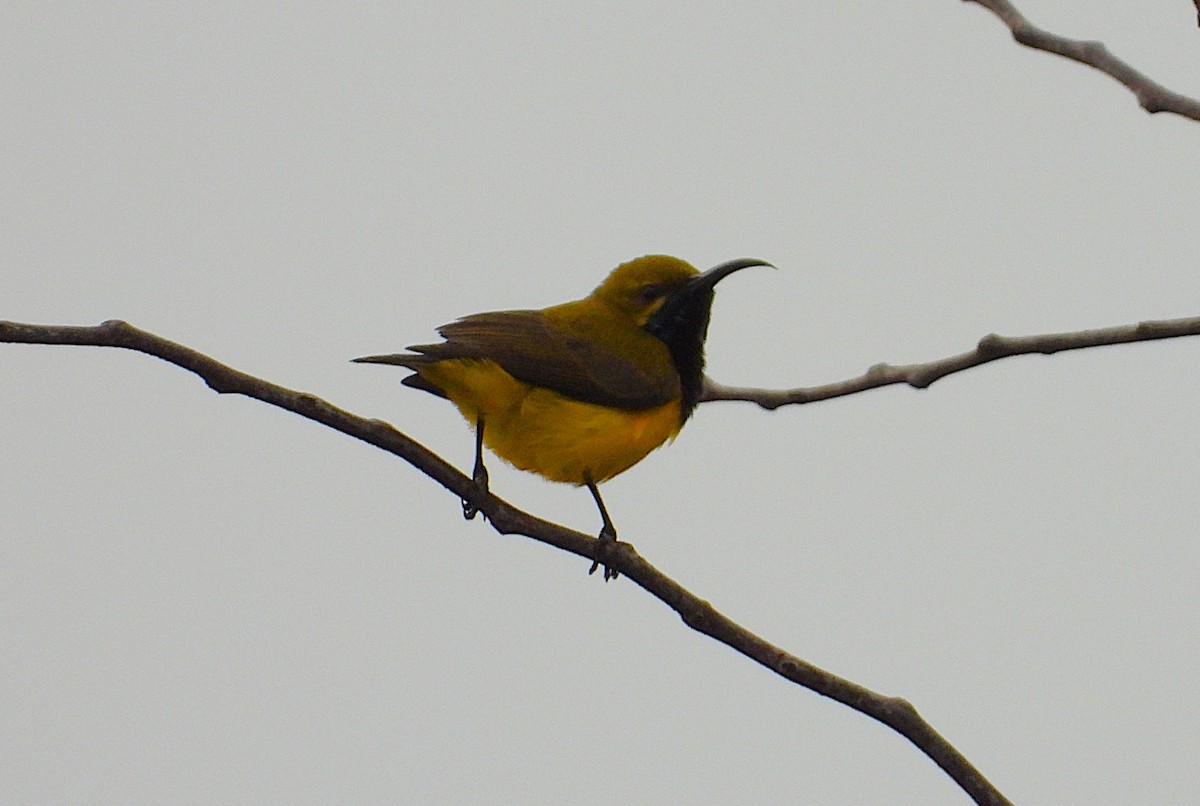 Sahul Sunbird - ML637671843