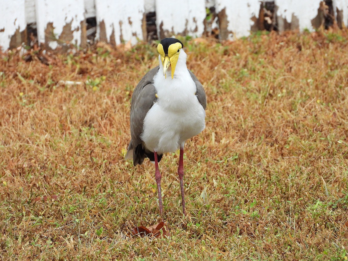 Masked Lapwing - ML637671856