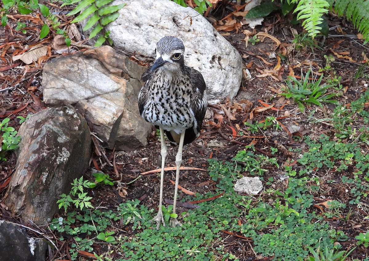 Bush Thick-knee - ML637671860