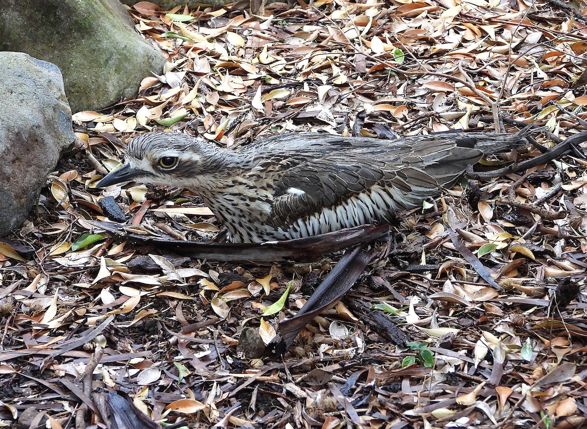 Bush Thick-knee - ML637671862