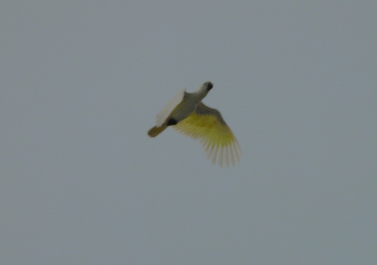 Sulphur-crested Cockatoo - ML637671869