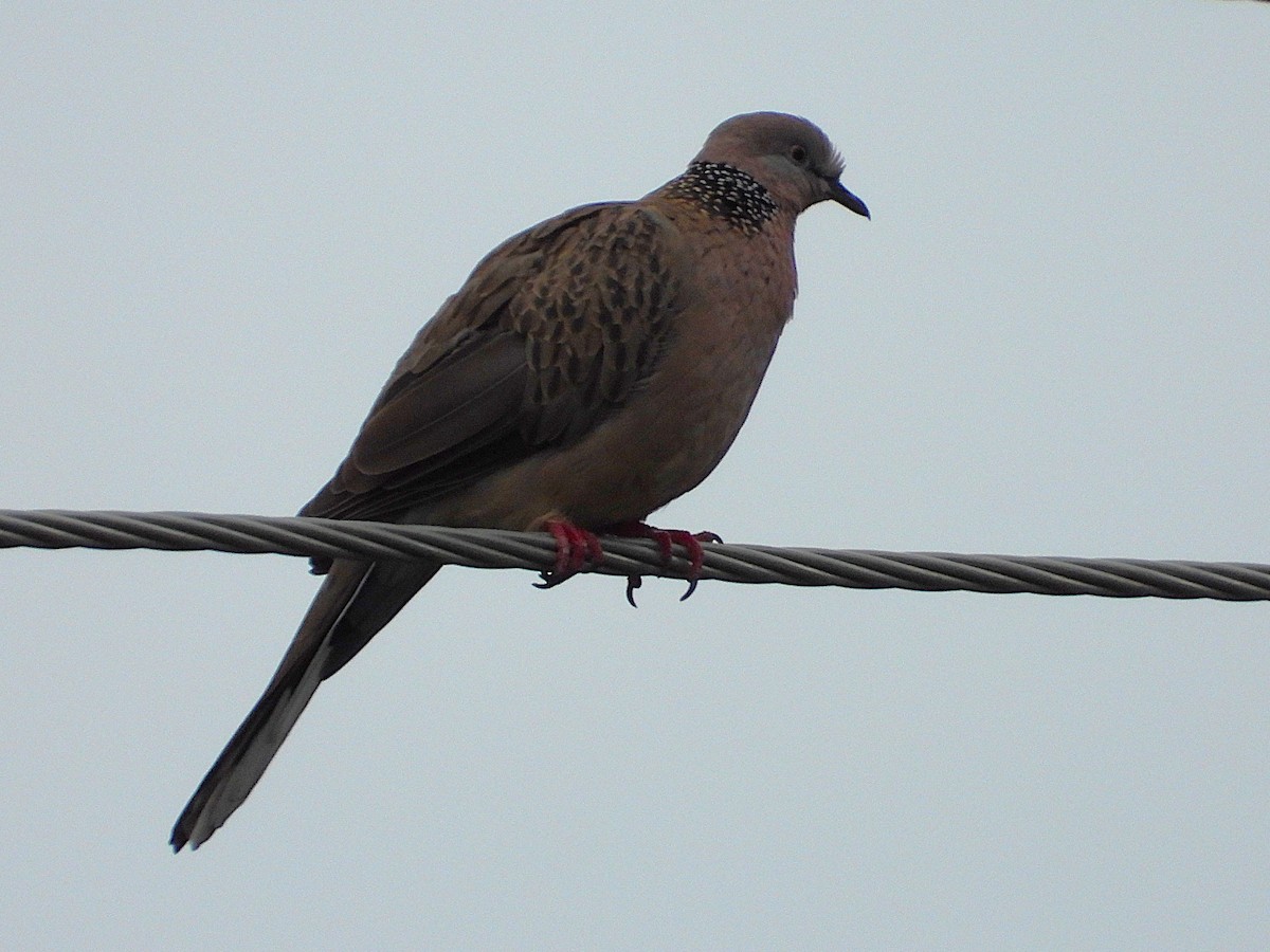 Spotted Dove - ML637671876
