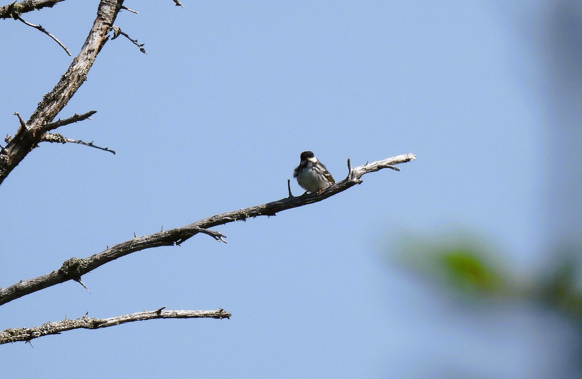 Blackpoll Warbler - ML637671879