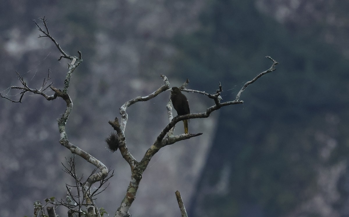 Dusky-green Oropendola - ML637671884