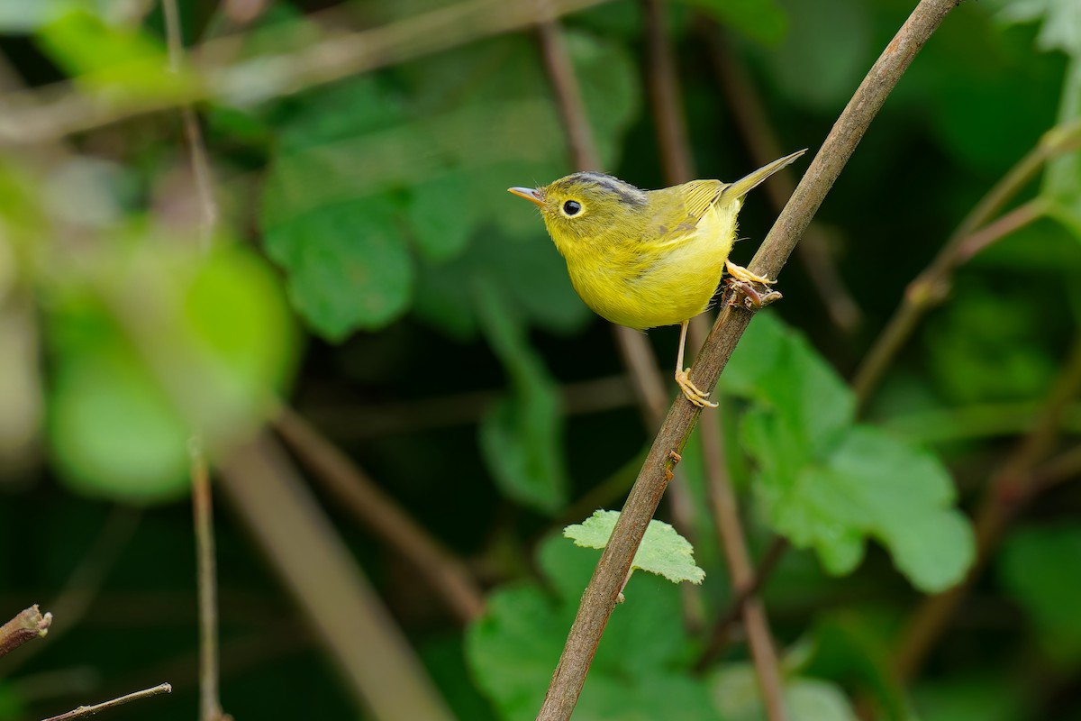 Martens's Warbler - ML637671908