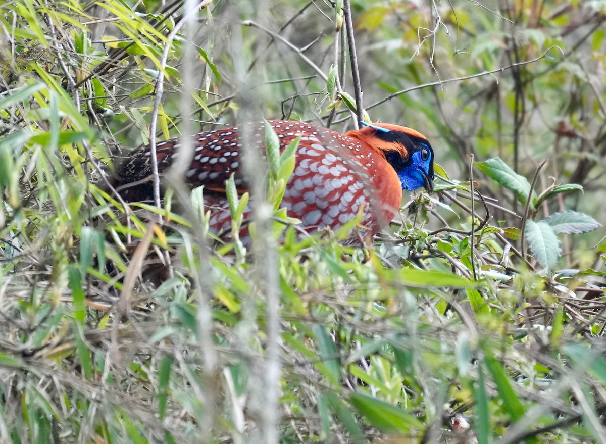 Temmincktragopan - ML637671913