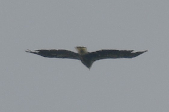 Bald Eagle - ML637671950