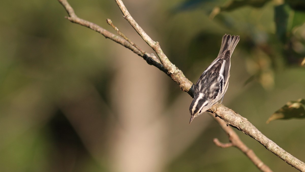 Black-and-white Warbler - ML63767201