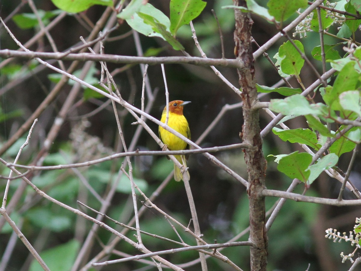 Yellow Warbler (Mangrove) - ML637672045