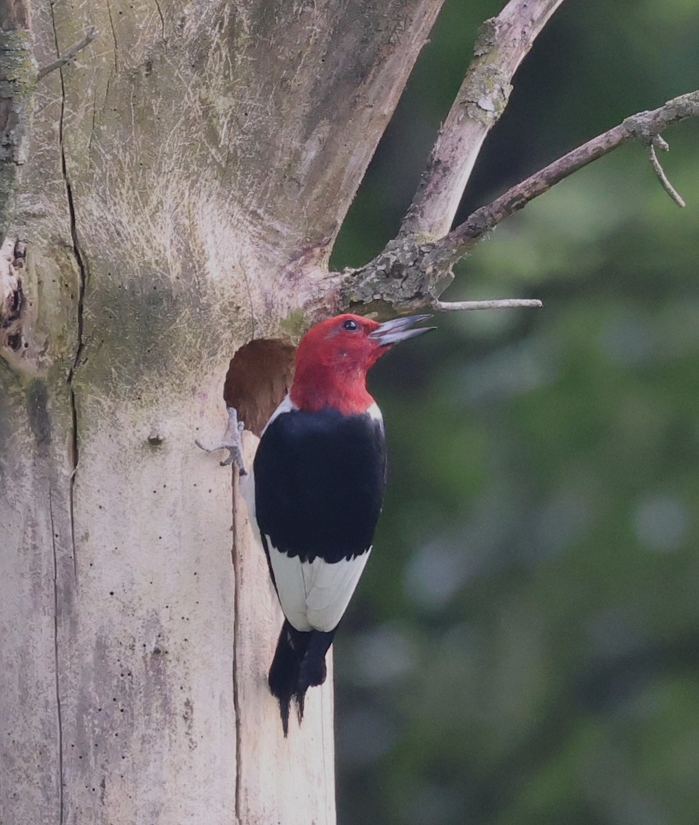 Red-headed Woodpecker - ML637672066