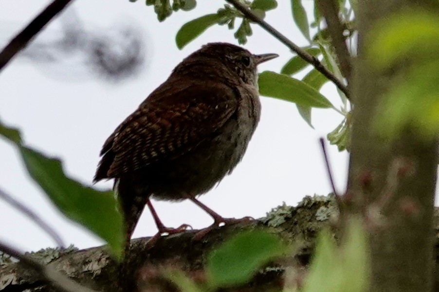 Northern House Wren - ML637672072