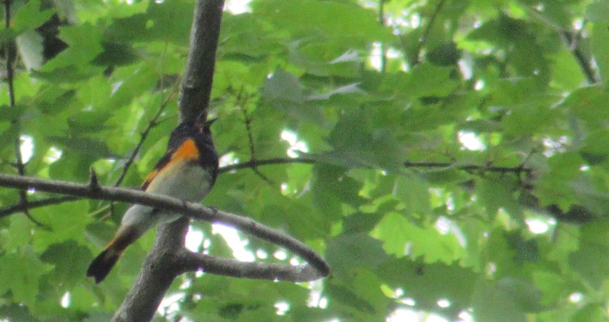 American Redstart - ML637672122