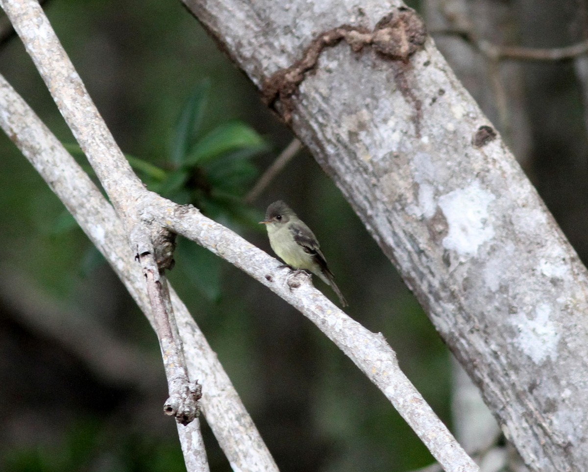 Northern Tropical Pewee - ML637672133