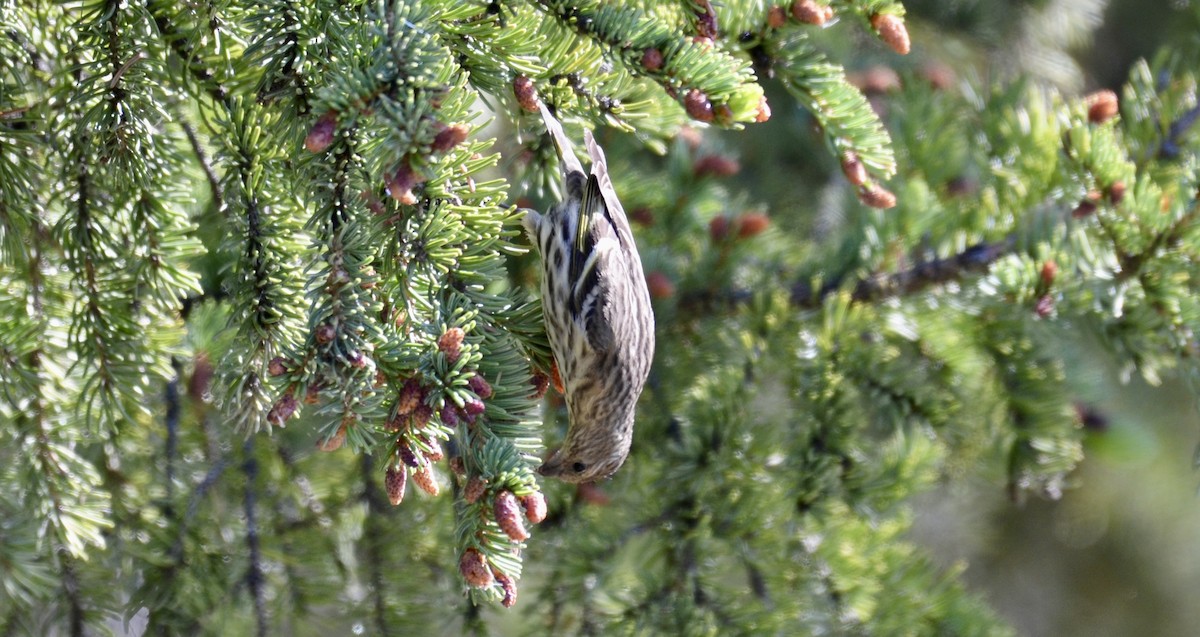 Pine Siskin - ML637672167
