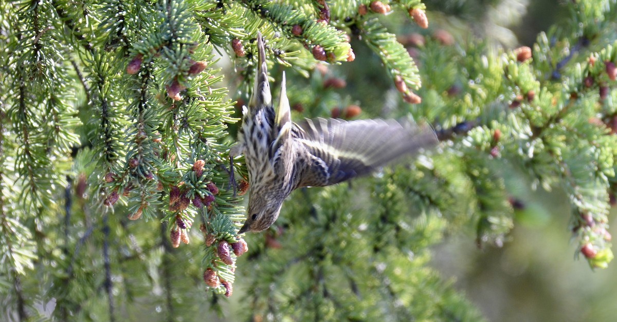 Pine Siskin - ML637672168