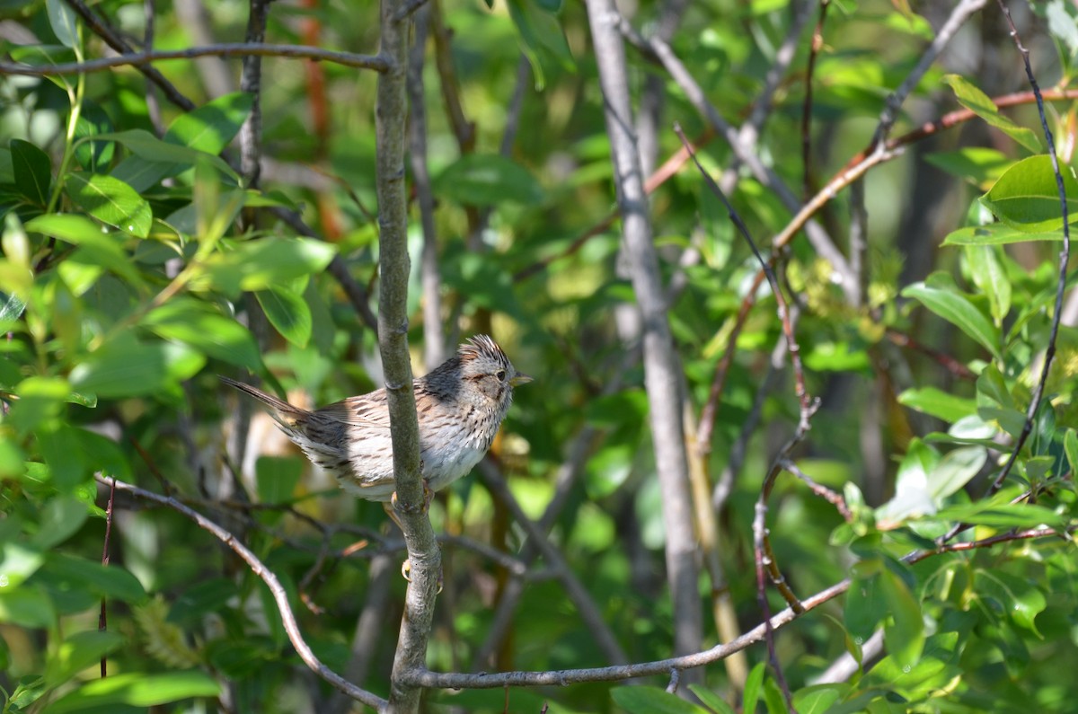 Lincoln's Sparrow - ML637672173