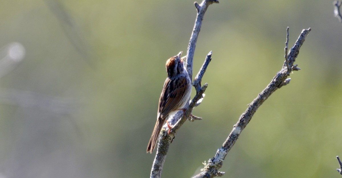 Swamp Sparrow - ML637672180