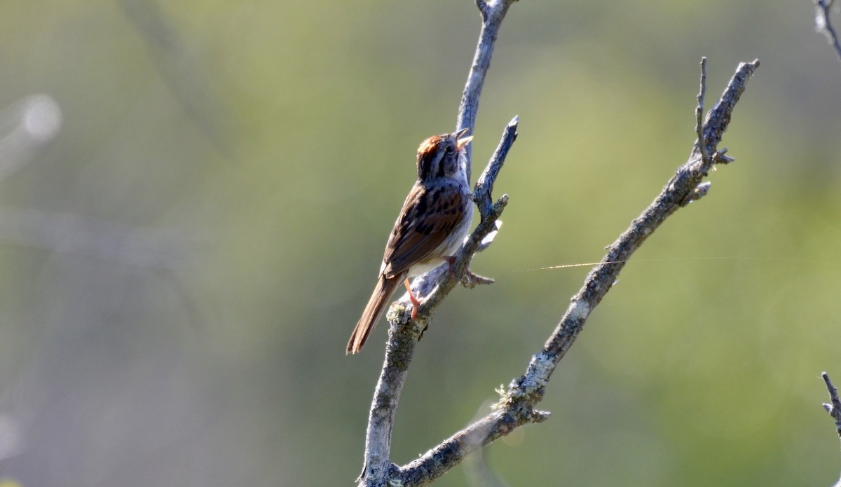 Swamp Sparrow - ML637672181