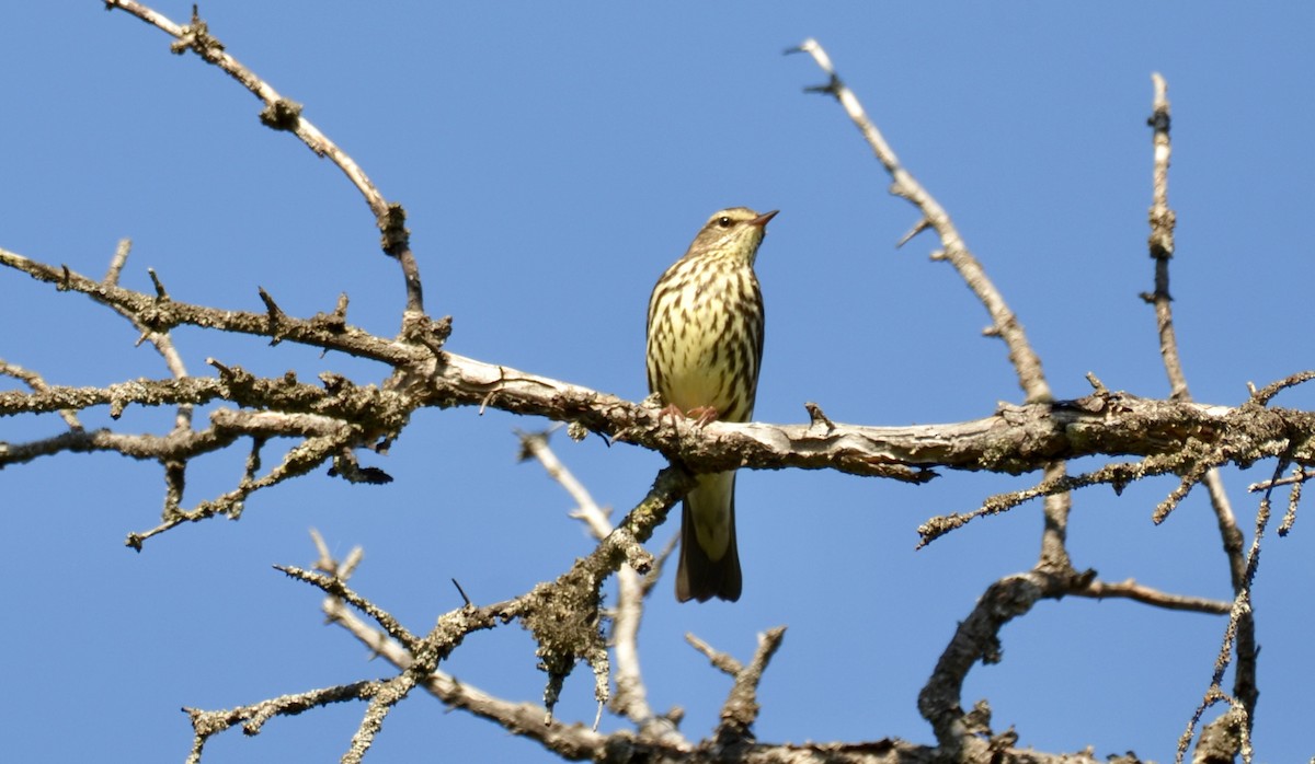 Northern Waterthrush - ML637672196