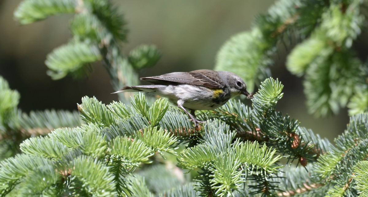 Yellow-rumped Warbler (Myrtle) - ML637672208