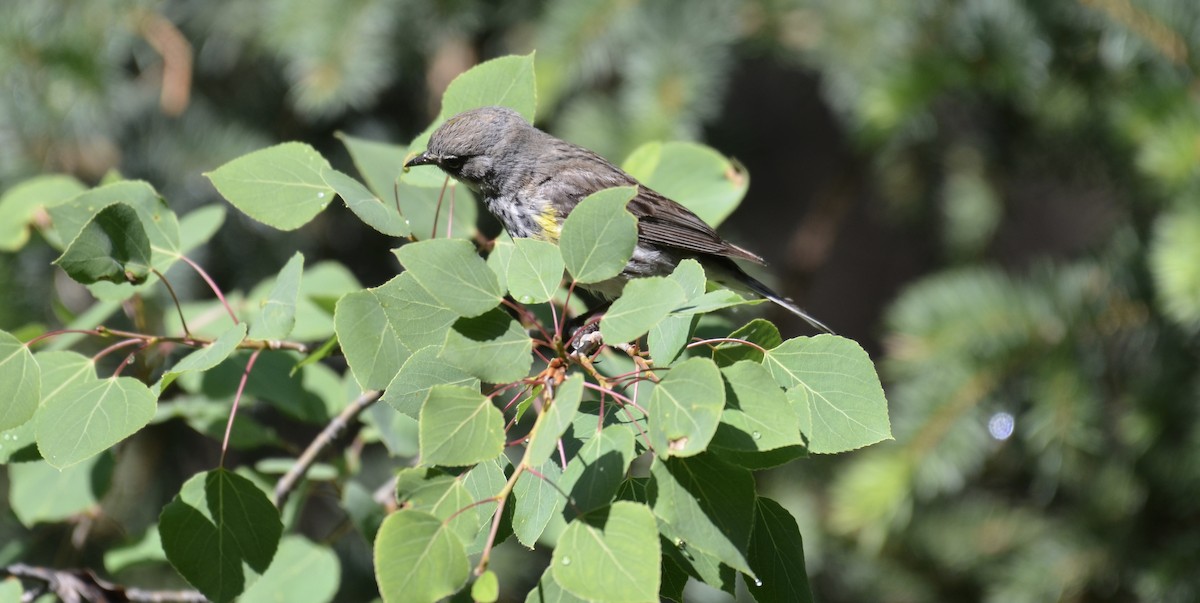 Yellow-rumped Warbler (Myrtle) - ML637672209