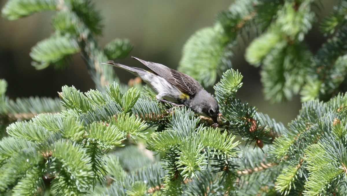 Yellow-rumped Warbler (Myrtle) - ML637672210