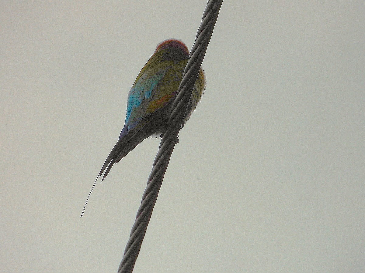 Rainbow Bee-eater - ML637672214