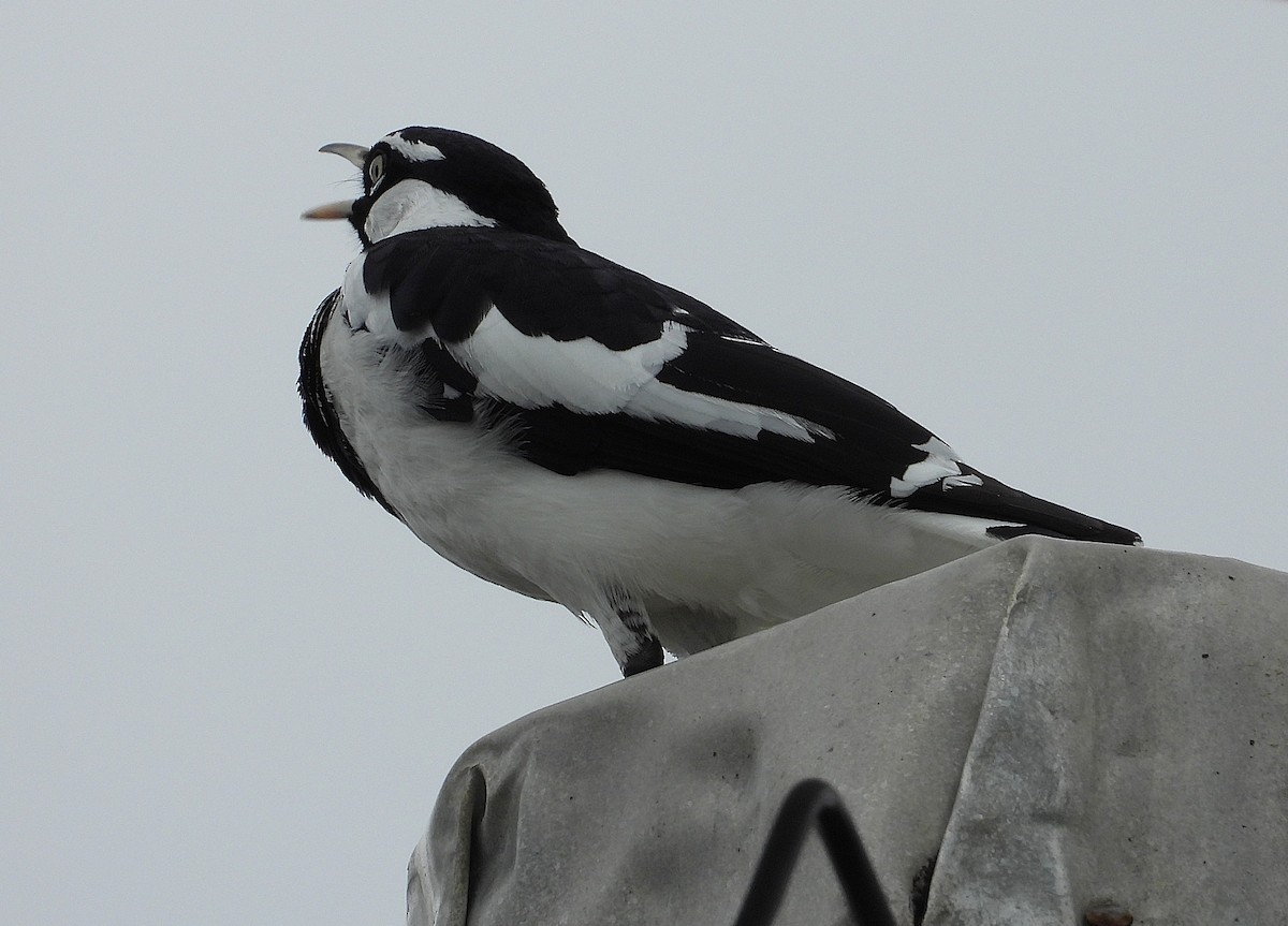 Magpie-lark - ML637672285