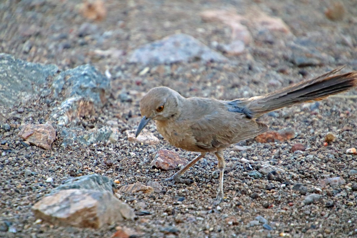 Bendire's Thrasher - ML637672321