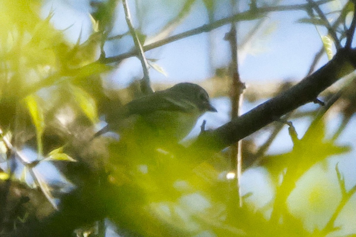 eremittvireo - ML637672330