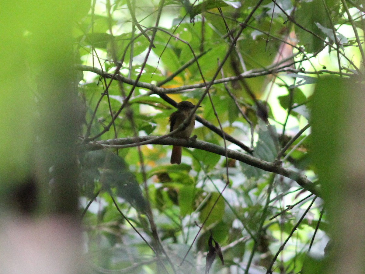 Tropical Royal Flycatcher - ML637672397