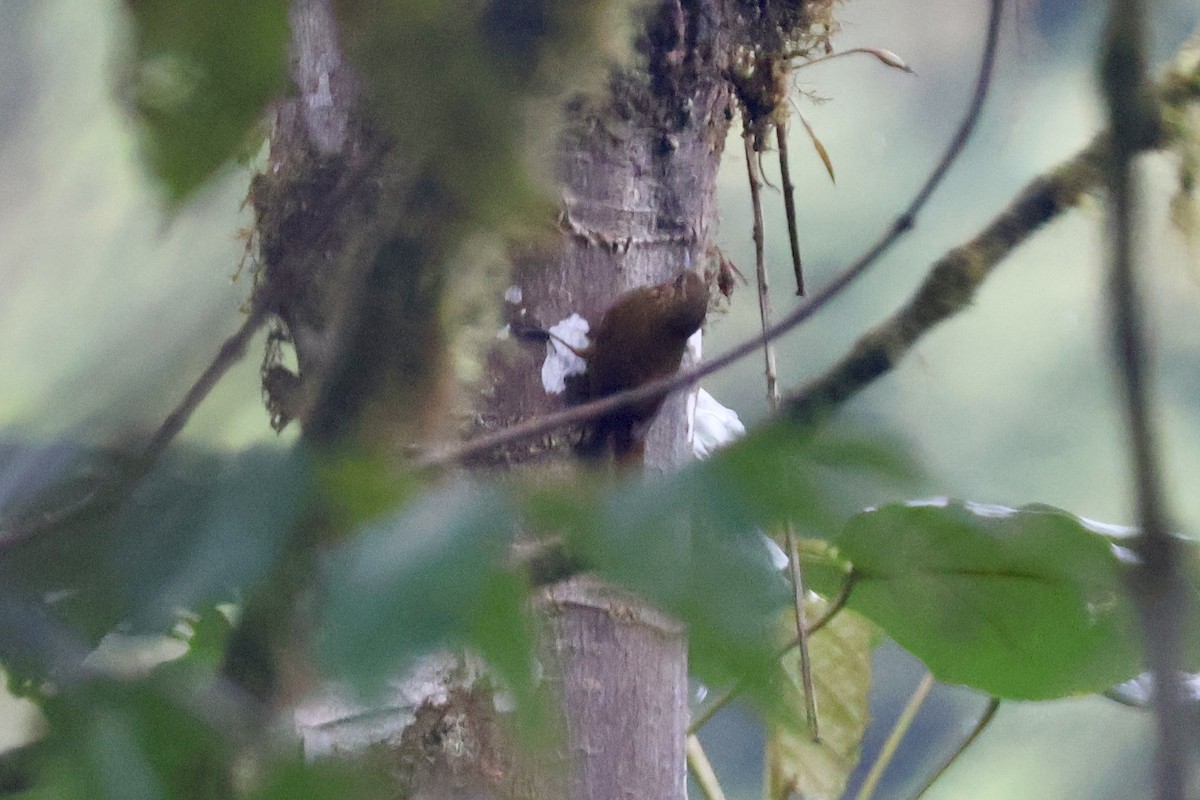 Wedge-billed Woodcreeper - ML637672412